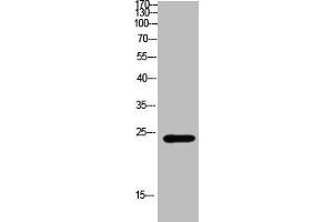 Western Blot analysis of mouse-brain cells using Antibody diluted at 800. (CSH1 antibody  (AA 161-210))