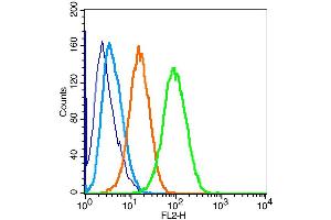 U-87MG cells were fixed with 4% PFA for 10min at room temperature, permeabilized with 20% PBST for 20 min at room temperature, and incubated in 5% BSA blocking buffer for 30 min at room temperature. (PERK antibody  (AA 1001-1116))