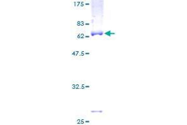 ST6GALNAC6 Protein (AA 1-333) (GST tag)