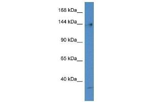 Western Blot showing Polg antibody used at a concentration of 1. (POLG antibody  (N-Term))