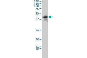 LIM Domain Binding 2 Protein antibody  (AA 1-373)