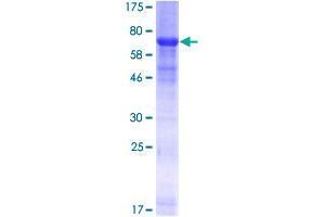 GTR2 Protein (AA 1-399) (GST tag)