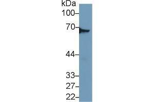 Western Blot; Sample: Mouse Lung lysate; Primary Ab: 1µg/ml Rabbit Anti-Mouse DPYSL3 Antibody Second Ab: 0. (DPYSL3 antibody  (AA 1-218))