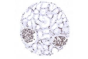 Immunohistochemistry (IHC) image for anti-Platelet/endothelial Cell Adhesion Molecule (PECAM1) (AA 625-738) antibody (ABIN7477409)