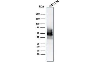 SOX10 antibody  (AA 115-269)