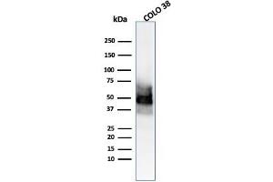Western Blot Analysis of COLO-38 cell lysate usingSOX10 Mouse Monoclonal Antibody (SOX10/991). (SOX10 antibody  (AA 115-269))
