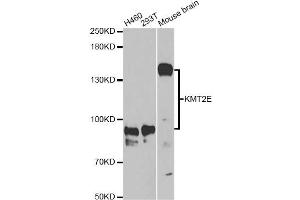 Western blot analysis of extracts of various cell lines, using KMT2E Antibody (ABIN5973619) at 1/1000 dilution. (MLL5/KMT2E antibody)