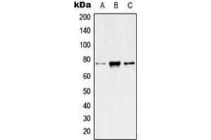 Western blot analysis of Kv7. (KCNQ4 antibody  (C-Term))