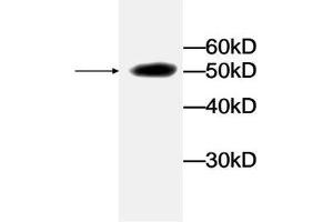 Western blot analysis of recombinant protein LDHA with LDHA Antibody at a dilution of 1:1000. (Lactate Dehydrogenase A antibody)