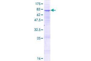 ALG2 Protein (AA 1-416) (GST tag)