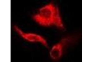 Immunofluorescent analysis of GDA staining in A549 cells. (GDA antibody)