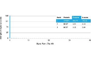 Protein Array (PAr) image for anti-Cellular Retinoic Acid Binding Protein 1 (CRABP1) antibody (ABIN7456170) (CRABP1 antibody)