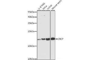 Western blot analysis of extracts of various cell lines using CRCP Polyclonal Antibody at dilution of 1:3000. (CRCP antibody)