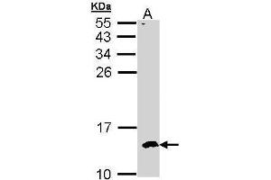WB Image Sample (30 ug of whole cell lysate) A: Hep G2 , 15% SDS PAGE antibody diluted at 1:500