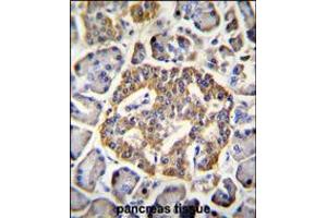 GRIN2A Antibody immunohistochemistry analysis in formalin fixed and paraffin embedded human pancreas tissue followed by peroxidase conjugation of the secondary antibody and DAB staining. (NMDAR2A antibody  (C-Term))