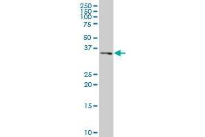 HFE2 antibody  (AA 93-173)