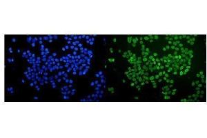 anti-Non-POU Domain Containing, Octamer-Binding (NONO) (AA 1-35), (N-Term) antibody