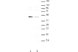 KLF6 pAb tested by Western blot. (KLF6 antibody  (Internal Region))