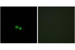 Immunofluorescence analysis of HepG2 cells, using CDC25C (Ab-48) Antibody. (CDC25C antibody  (AA 14-63))