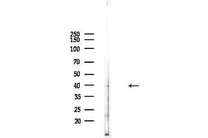 anti-LIM Homeobox 6 (LHX6) (Internal Region) antibody