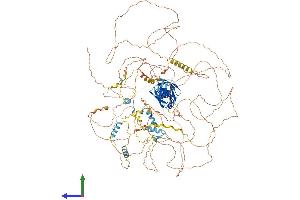 AlphaFold protein structure predicition of Human Recombinant COBL Protein, UniprotID O75128 (COBL Protein (AA 1-1261) (His tag))