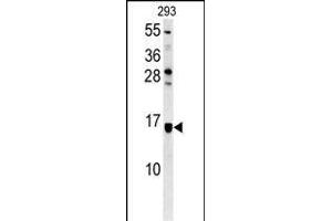 LOC552889 Antibody (Center) (ABIN654014 and ABIN2843940) western blot analysis in 293 cell line lysates (35 μg/lane). (ATXN7L3B antibody  (AA 32-62))