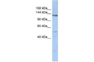 WB Suggested Anti-CHSY-2 Antibody Titration:  0.