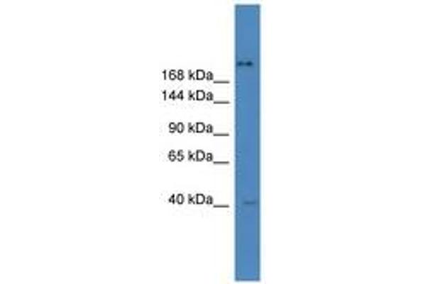 ZNF407 antibody  (AA 951-1000)