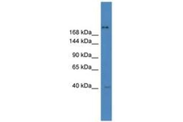 ZNF407 antibody  (AA 951-1000)