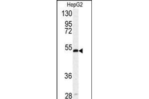 Western blot analysis of SERPINH1 antibody (Center) (ABIN391548 and ABIN2841497) in HepG2 cell line lysates (35 μg/lane).