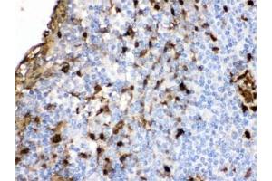 IHC testing of FFPE human tonsil with S100A9 antibody. (S100A9 antibody  (AA 2-114))