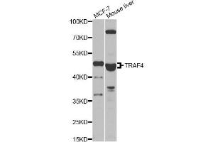 Western blot analysis of extracts of various cell lines, using TRAF4 antibody (ABIN2560520) at 1:1000 dilution. (TRAF4 antibody)