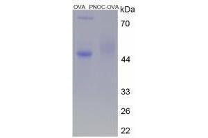 Image no. 3 for Prepronociceptin (PNOC) peptide (Ovalbumin) (ABIN5666363) (Prepronociceptin (PNOC) peptide (Ovalbumin))