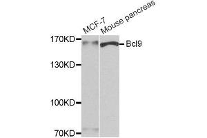 Western blot analysis of extracts of MCF7 and mouse pancreas cell lines, using Bcl9 antibody. (BCL9 antibody)