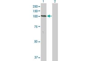 Western Blot analysis of NLGN3 expression in transfected 293T cell line by NLGN3 MaxPab polyclonal antibody. (Neuroligin 3 antibody  (AA 1-828))