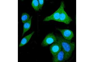 IF analysis of SHMT1 using anti-SHMT1 antibody (ABIN7599420).