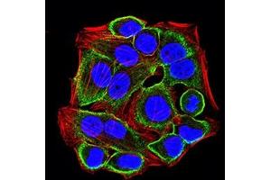 Immunofluorescence analysis of Hela cells using CD322 mouse mAb (green). (JAM2 antibody  (AA 29-238))