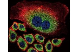 Confocal immunofluorescent analysis of NEU2 antibody with A549 cells followed by Alexa Fluor 488-conjugated goat anti-rabbit lgG (green). (NEU2 antibody  (AA 23-50))
