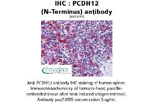 Image no. 1 for anti-Protocadherin 12 (PCDH12) (N-Term) antibody (ABIN1737889) (PCDH12 antibody  (N-Term))