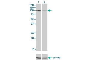 Western blot analysis of PCDHAC2 over-expressed 293 cell line, cotransfected with PCDHAC2 Validated Chimera RNAi (Lane 2) or non-transfected control (Lane 1). (PCDHAC2 antibody  (AA 81-190))