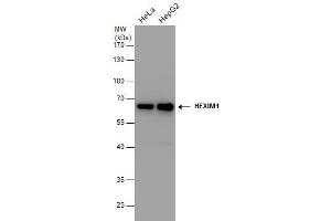 WB Image HEXIM1 antibody detects HEXIM1 protein by western blot analysis. (HEXIM1 antibody  (Center))