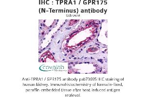 Image no. 1 for anti-Transmembrane Protein, Adipocyte Asscociated 1 (TPRA1) (Extracellular Domain), (N-Term) antibody (ABIN1740236) (GPR175 antibody  (Extracellular Domain, N-Term))