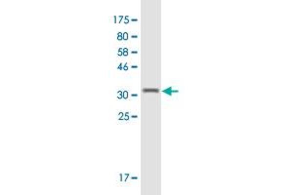 CXCL2 antibody  (AA 1-100)