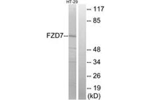 Western Blotting (WB) image for anti-Frizzled Family Receptor 7 (FZD7) (AA 45-94) antibody (ABIN2890783) (FZD7 antibody  (AA 45-94))