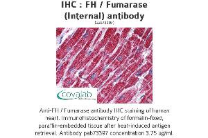 Image no. 1 for anti-Fumarate Hydratase (FH) (Internal Region) antibody (ABIN1734346) (FH antibody  (Internal Region))