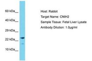 Image no. 1 for anti-Cornichon Homolog 2 (CNIH2) (C-Term) antibody (ABIN6750555) (CNIH2 antibody  (C-Term))
