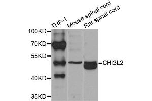 Western blot analysis of extracts of various cell lines, using CHI3L2 antibody (ABIN5975154) at 1/1000 dilution. (CHI3L2 antibody)