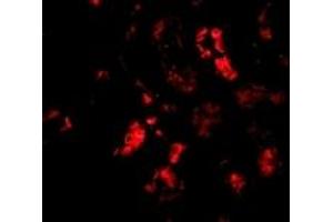 Immunofluorescence (IF) image for anti-Barrier To Autointegration Factor 1 (BANF1) (C-Term) antibody (ABIN1030282) (BANF1 antibody  (C-Term))