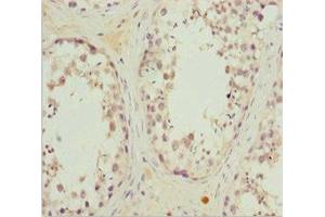 Immunohistochemistry of paraffin-embedded human testis tissue using ABIN7167215 at dilution of 1:100 (MRAS antibody  (AA 79-208))