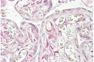 Anti-RARRES3 antibody IHC staining of human placenta.